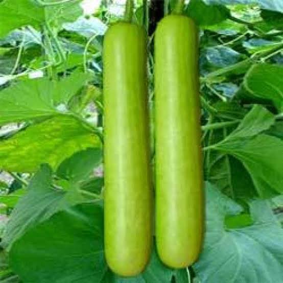 Bottle Gourd Seeds - Lauki